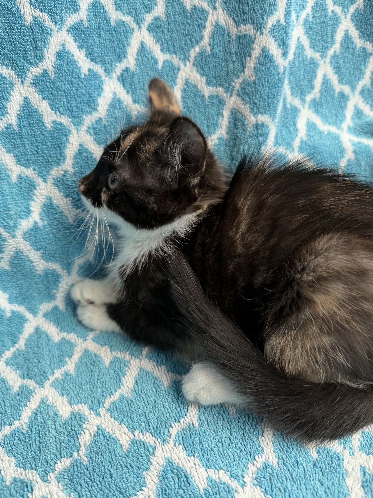 Gallery image: Rachel