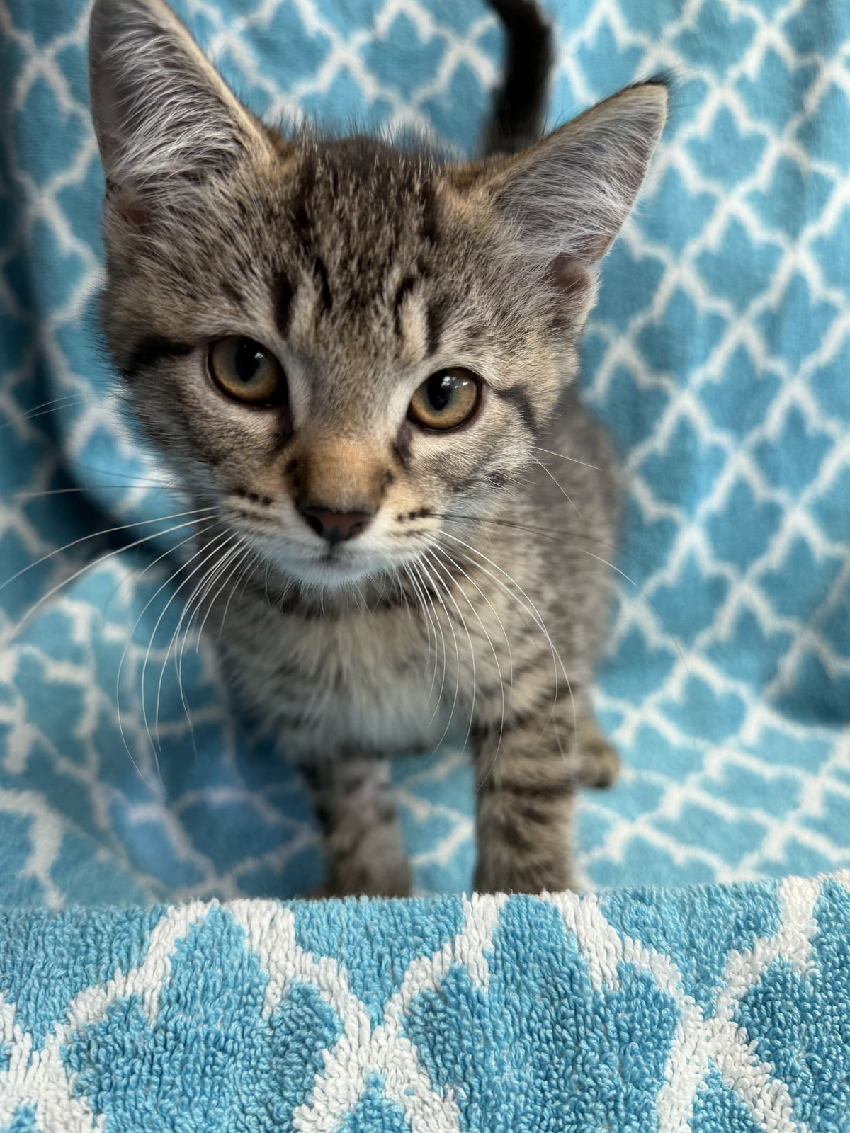 Gallery image: Chandler