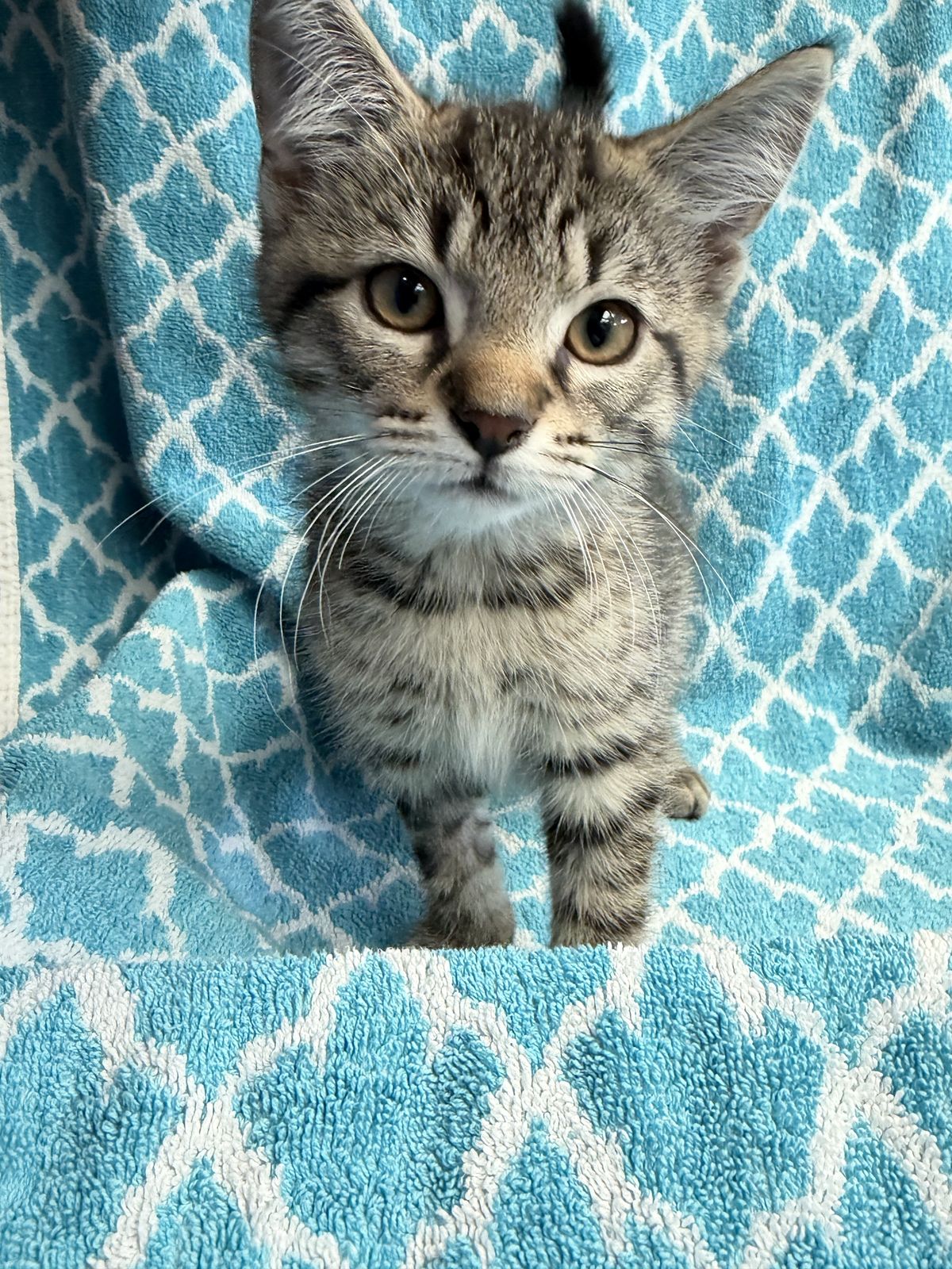 Gallery image: Chandler