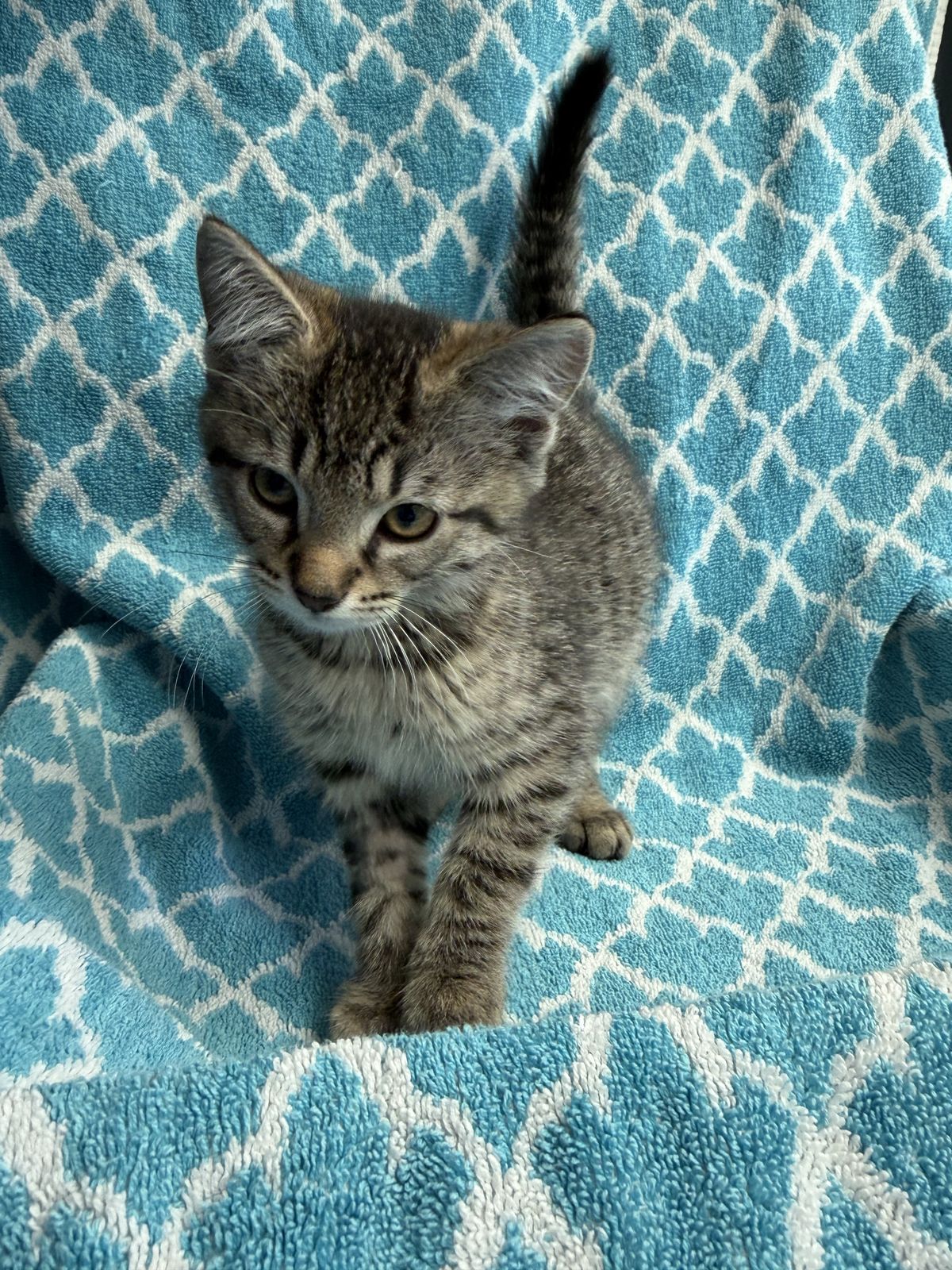 Gallery image: Chandler