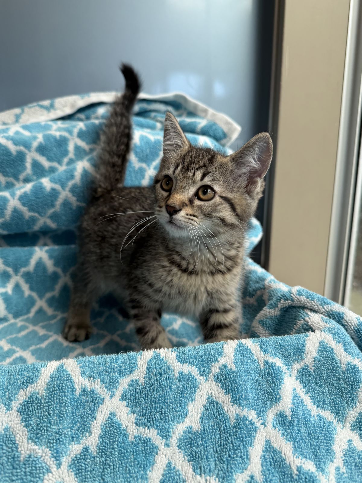 Gallery image: Chandler