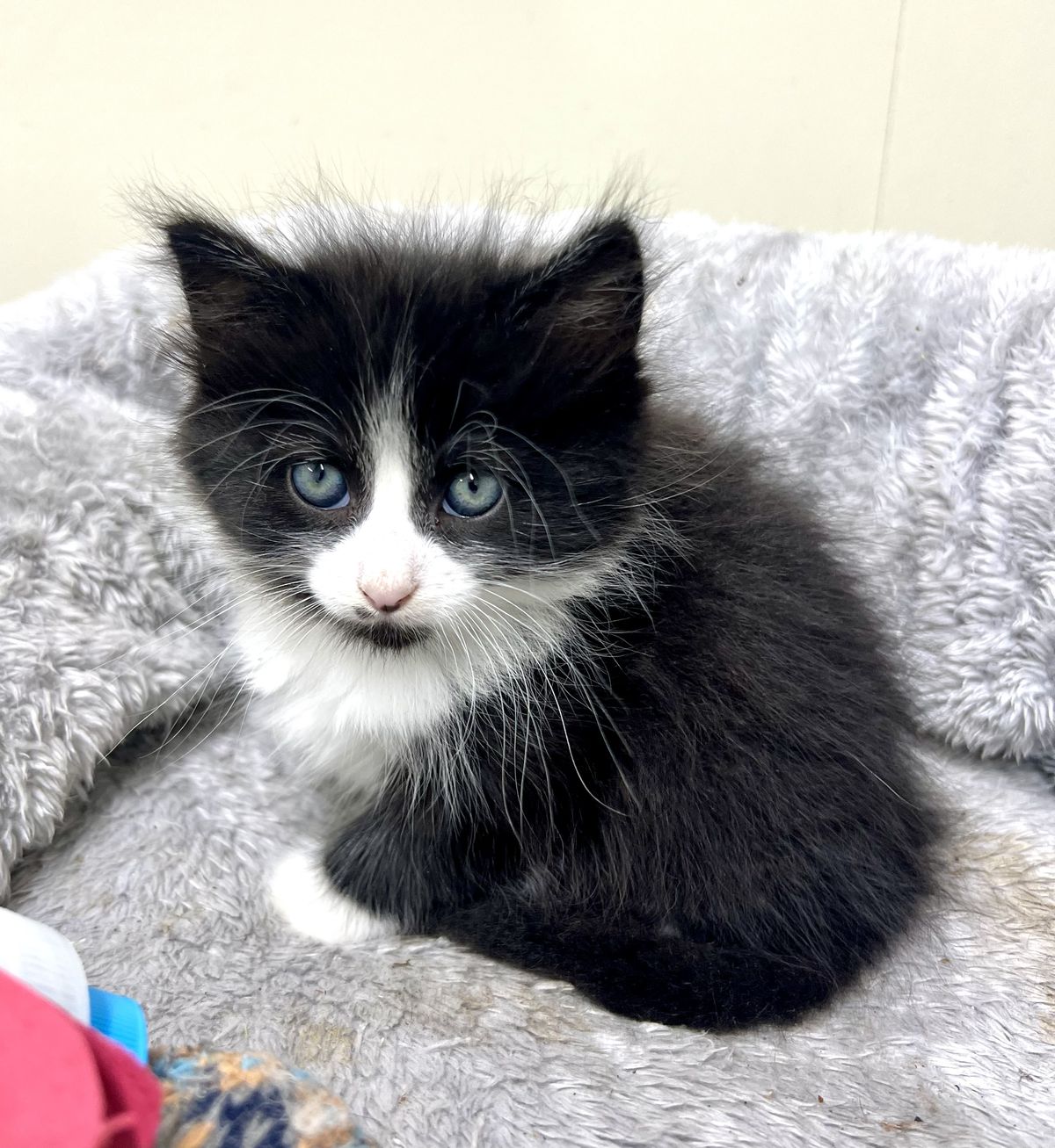 Gallery image: Frankie