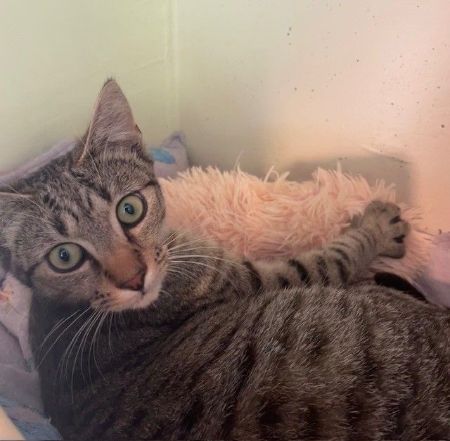 Gallery image: Harper