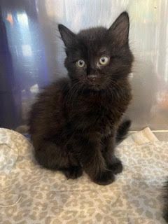 Gallery image: Malinki