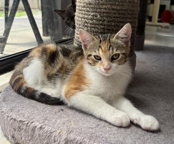 Gallery image: Kylee