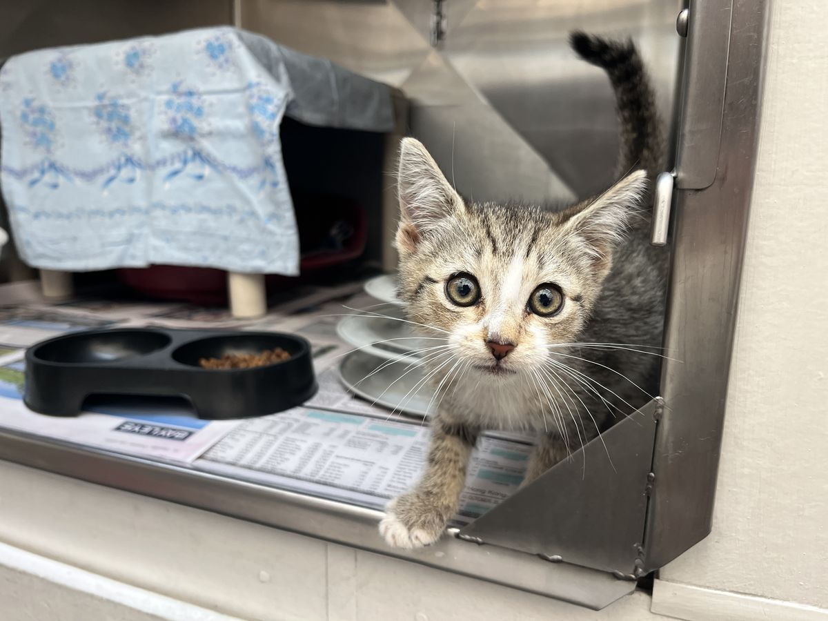 Gallery image: Captain Cookie Crumble 