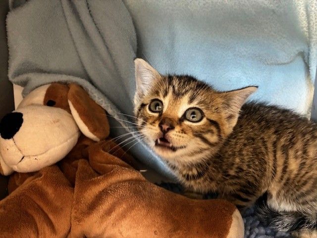 Gallery image: Rowdy