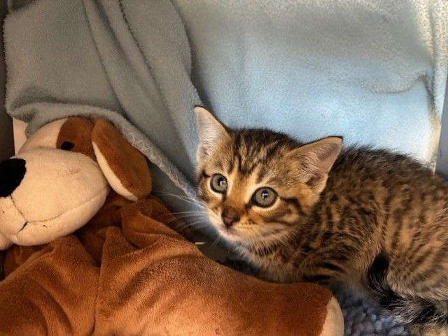 Gallery image: Rowdy