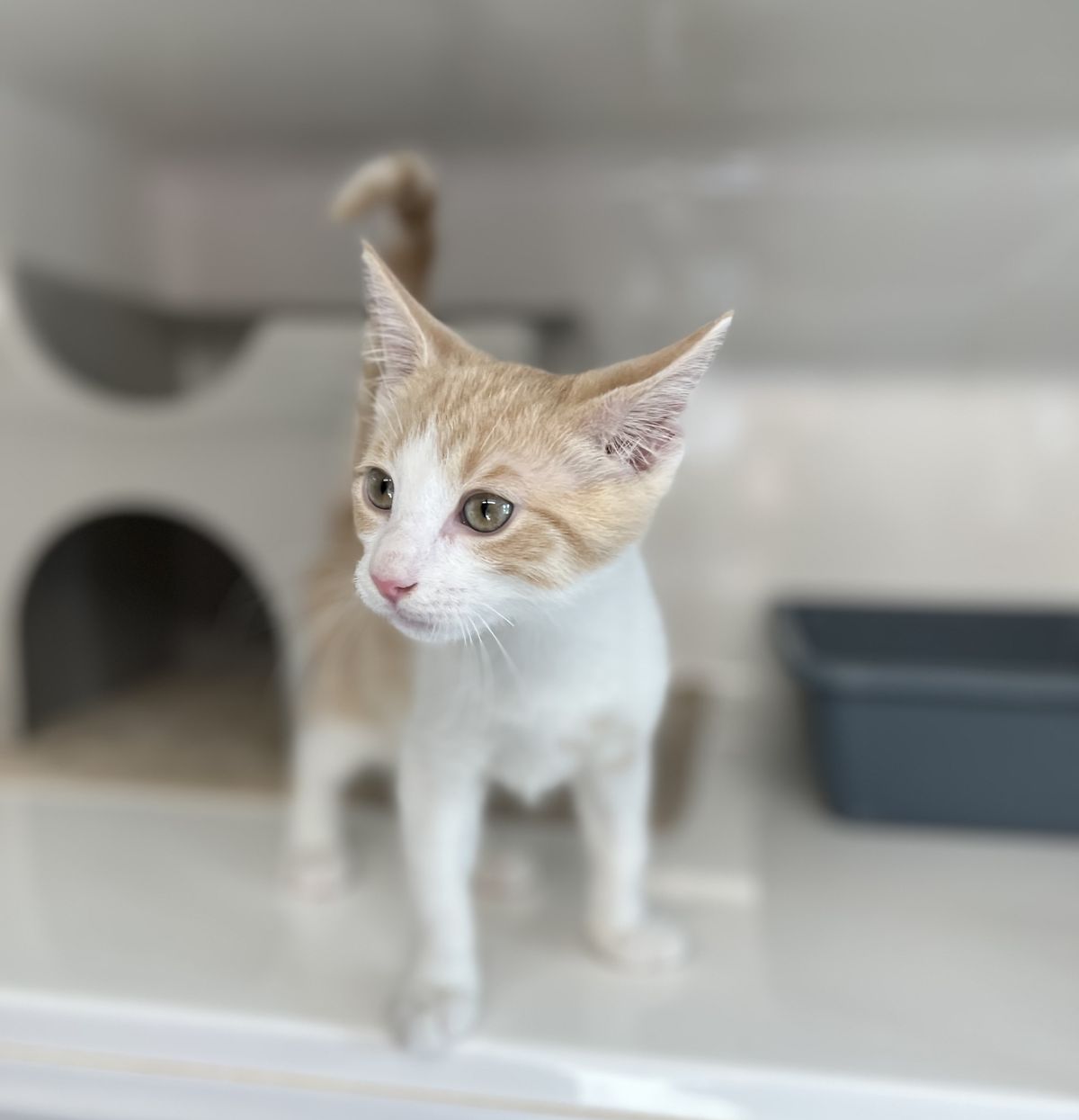 Gallery image: Waikato