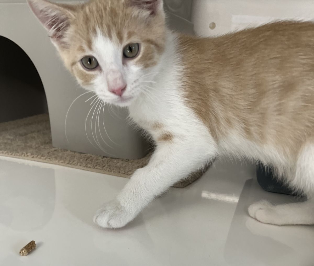 Gallery image: Waikato