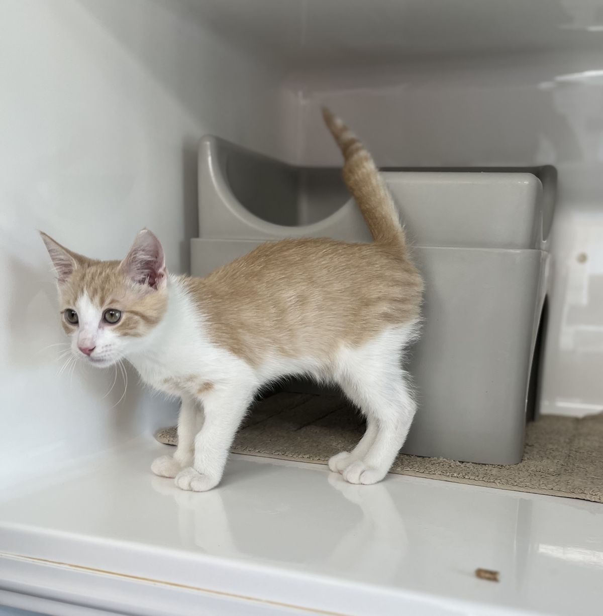 Gallery image: Waikato