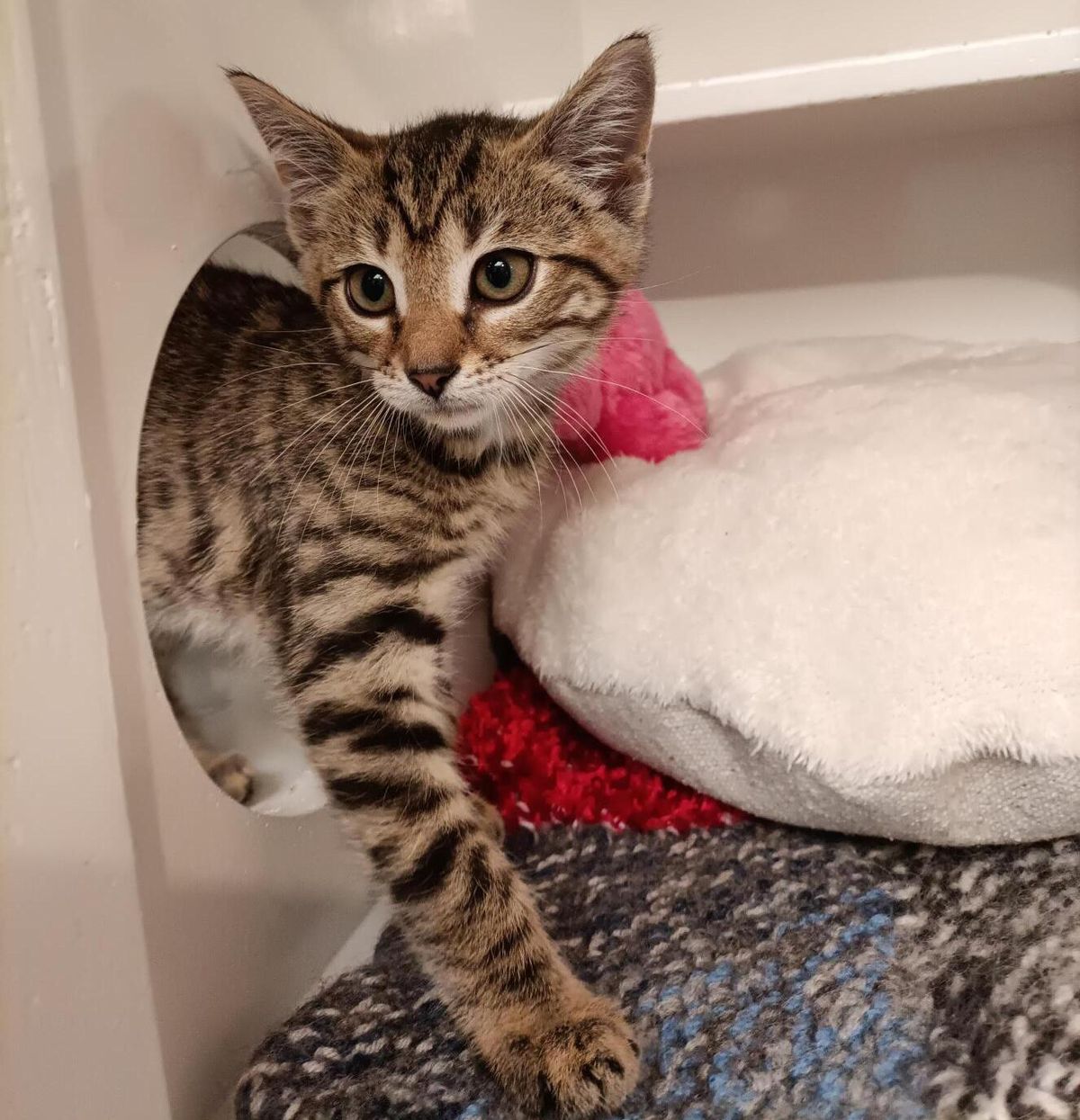 Gallery image: Rowdy