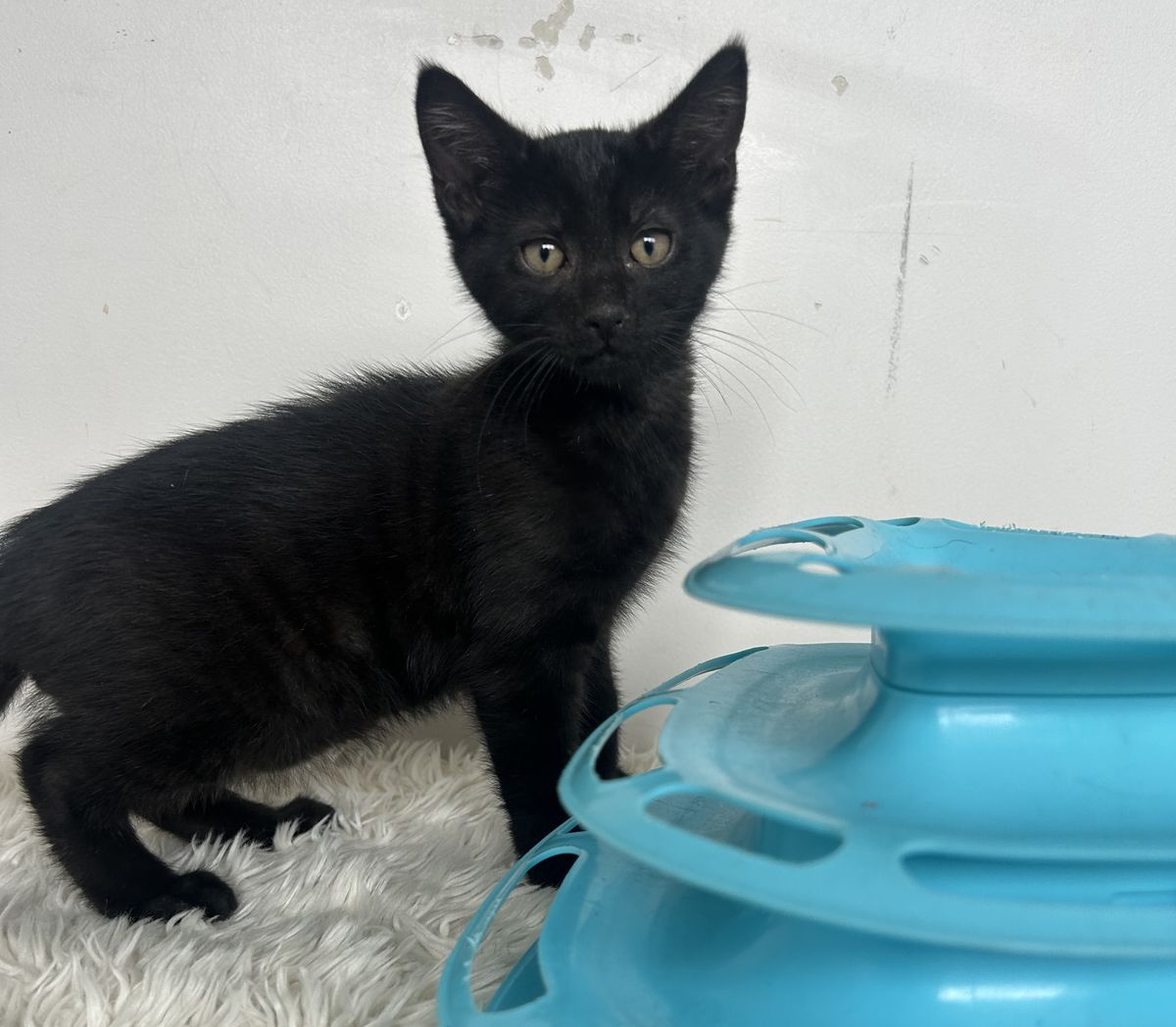 Gallery image: Errol