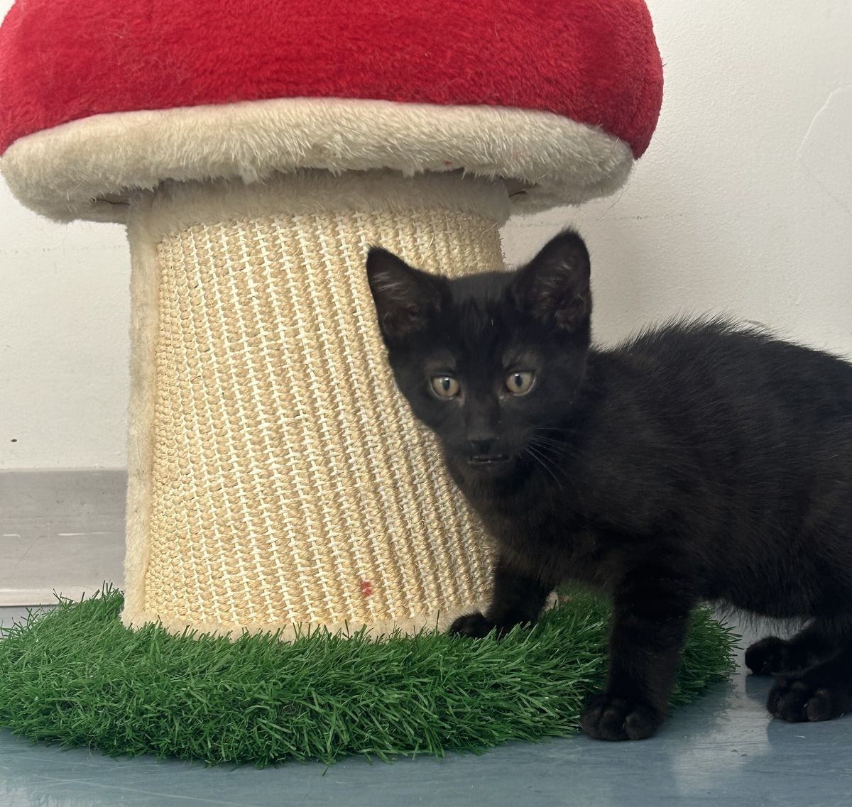 Gallery image: Errol