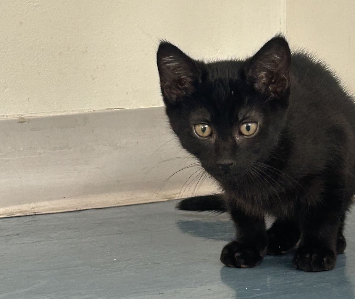 Gallery image: Errol