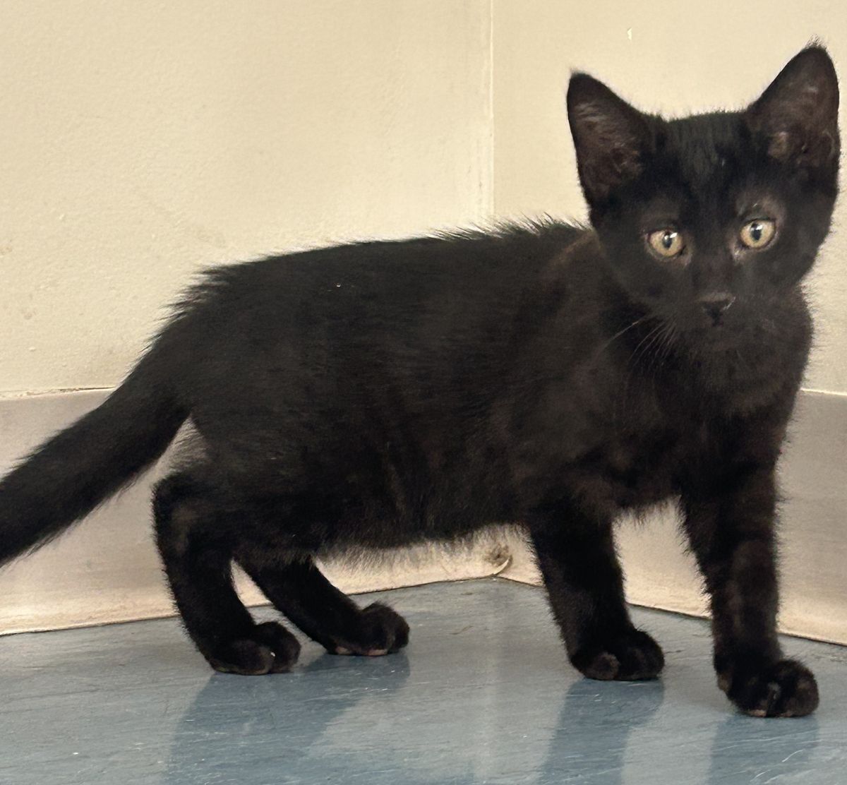 Gallery image: Errol