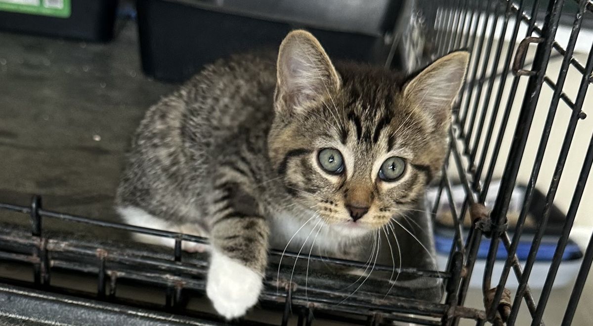 Gallery image: Raylee