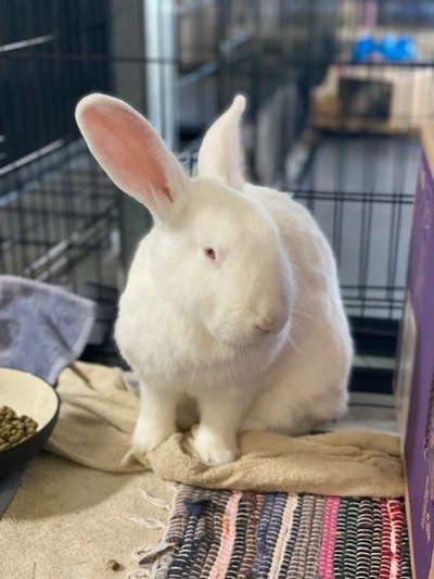 Lewis - Flemish Giant