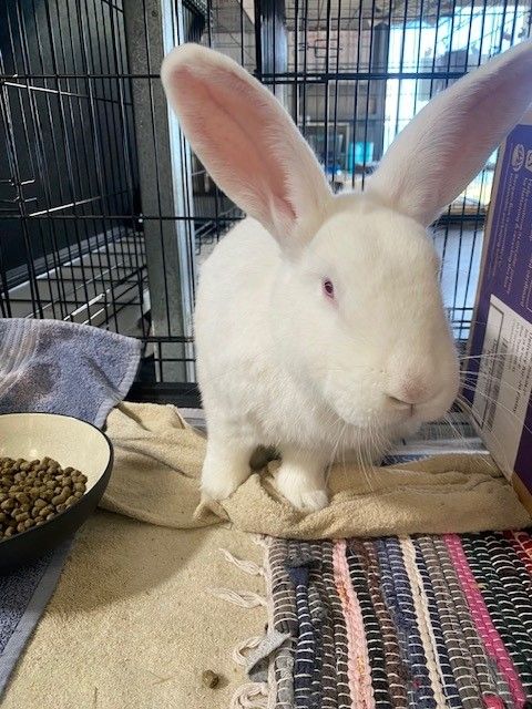 Gallery image: Lewis