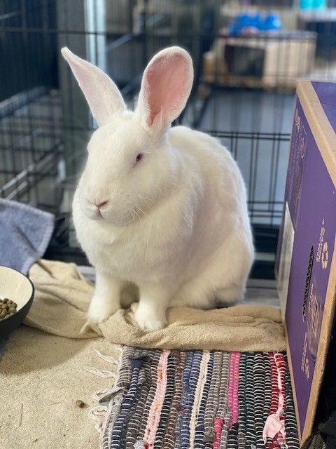 Gallery image: Lewis