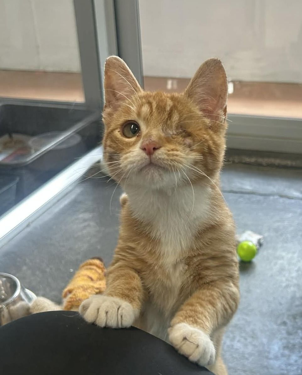 Gallery image: Scoobie