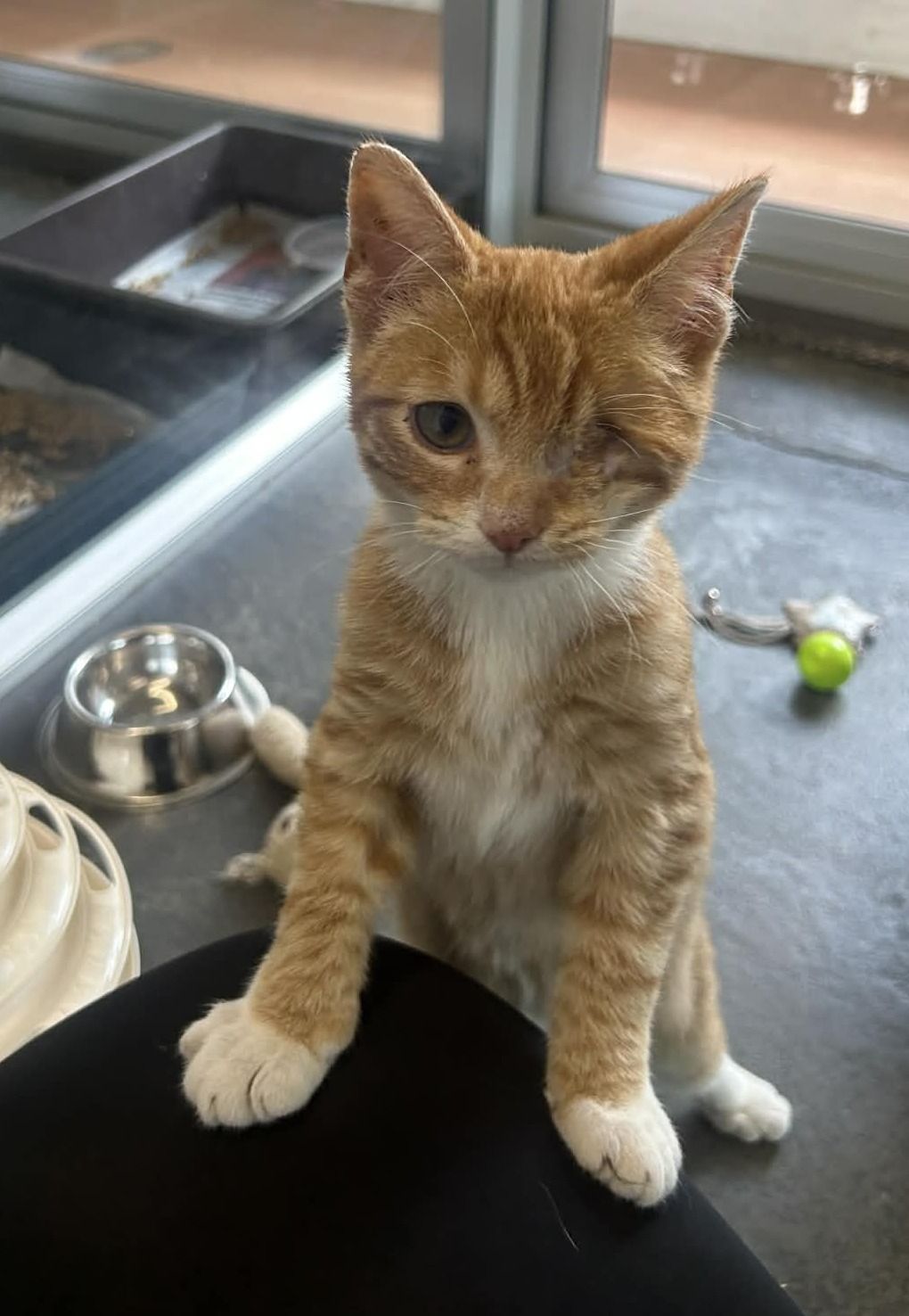 Gallery image: Scoobie