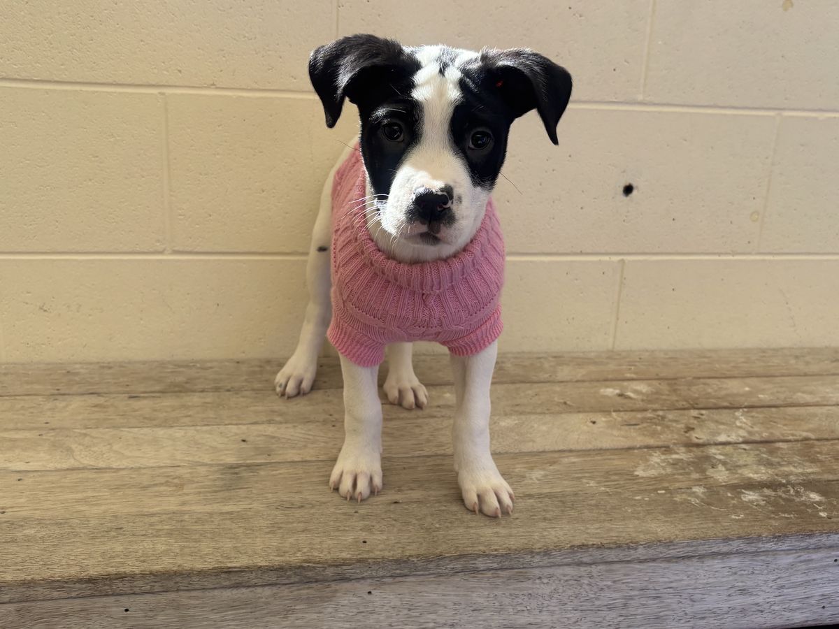 Gallery image: Carrie