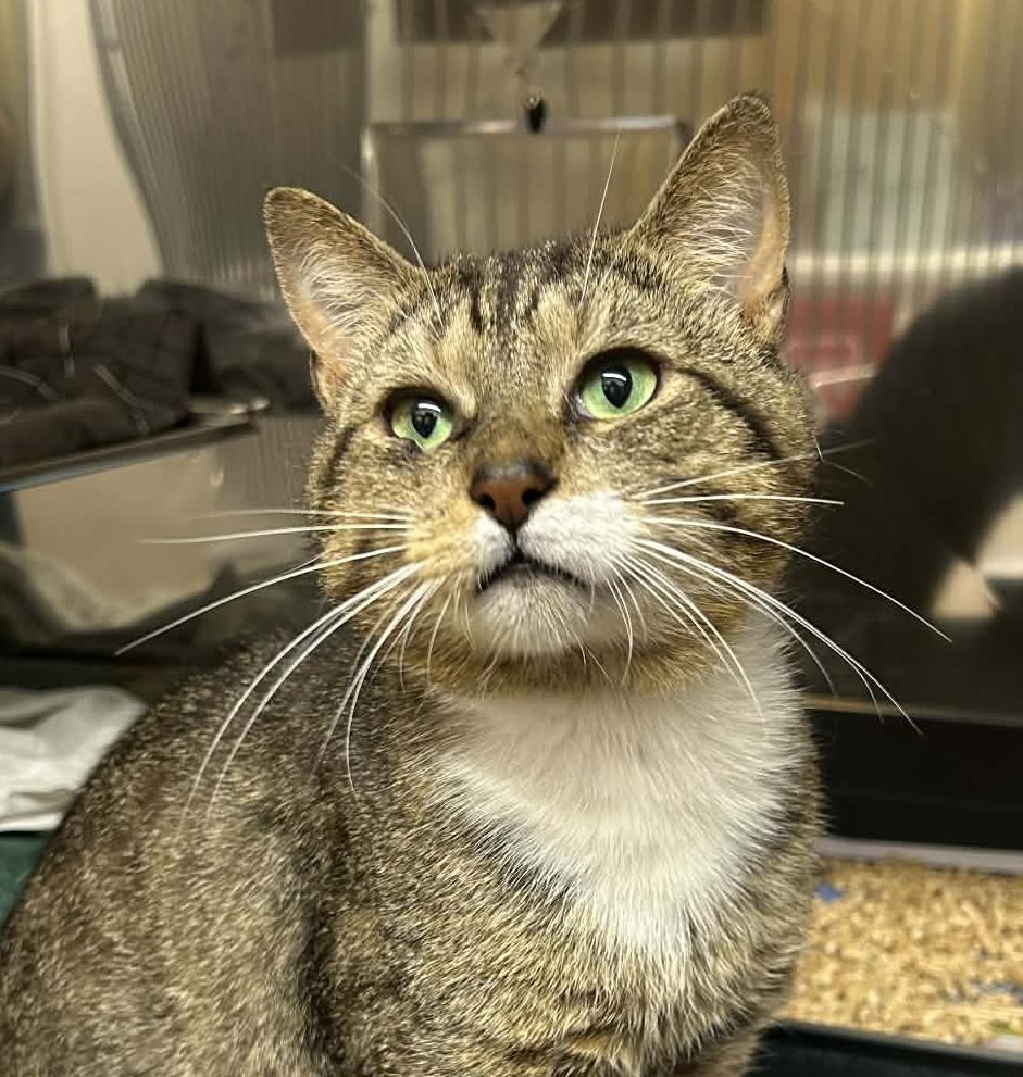 Gallery image: Gribbles