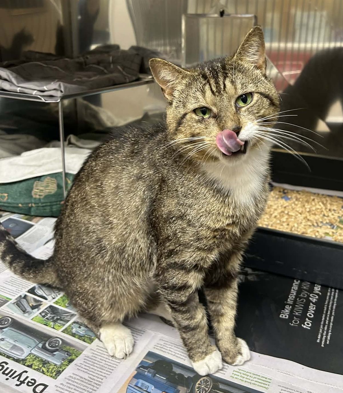 Gallery image: Gribbles