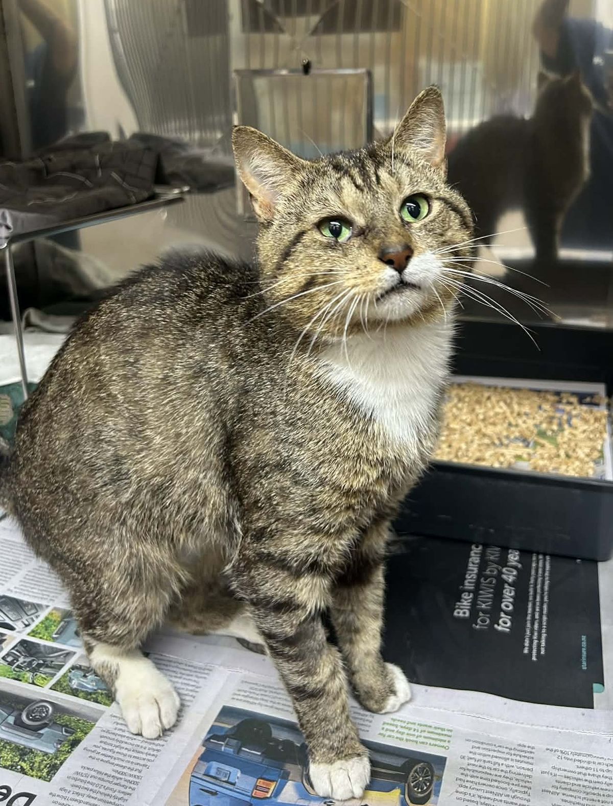 Gallery image: Gribbles