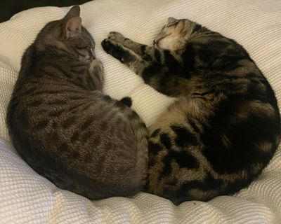 A match made in heaven: Zion and Luca’s story 