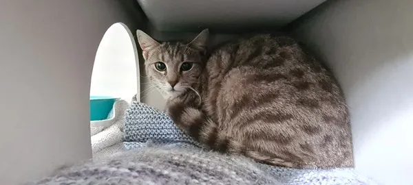 Cat hiding in box looking afraid