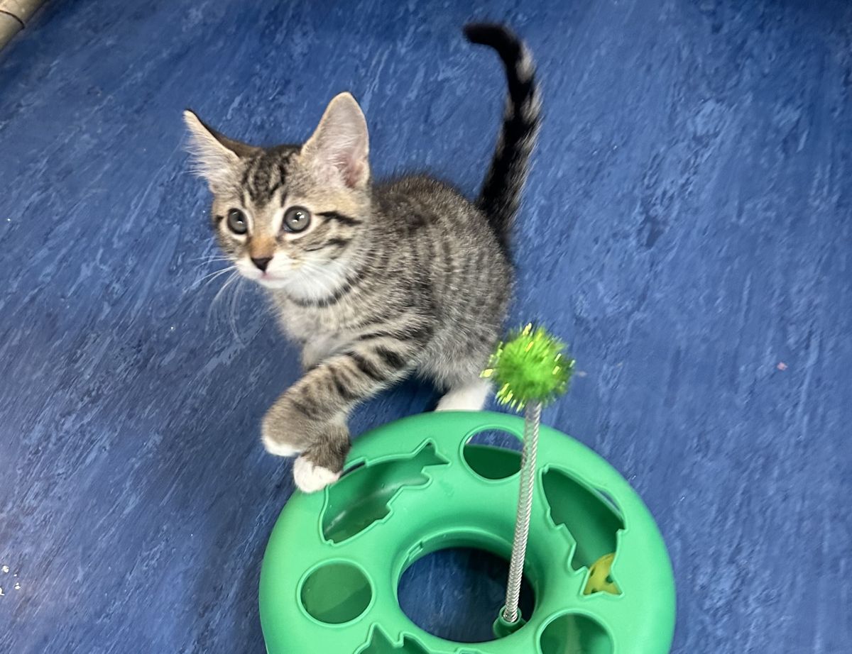 Gallery image: Preston