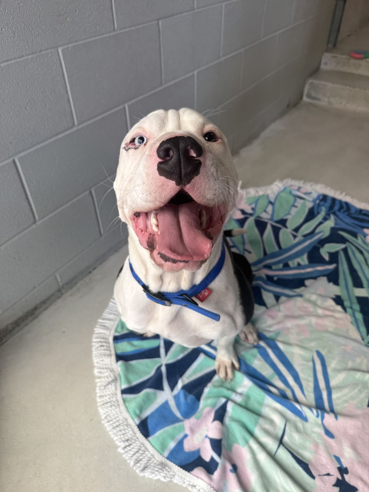 Gallery image: Baloo