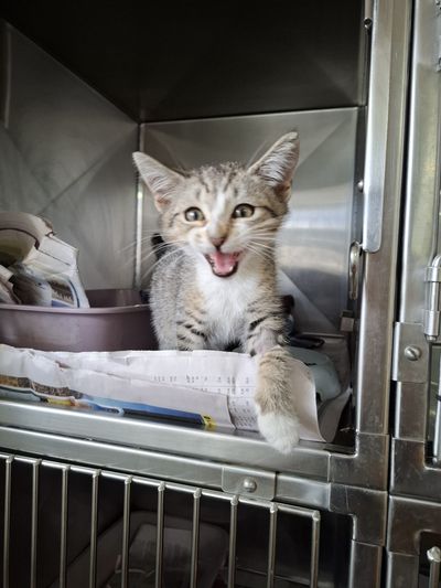 Captain Cookie Crumble 