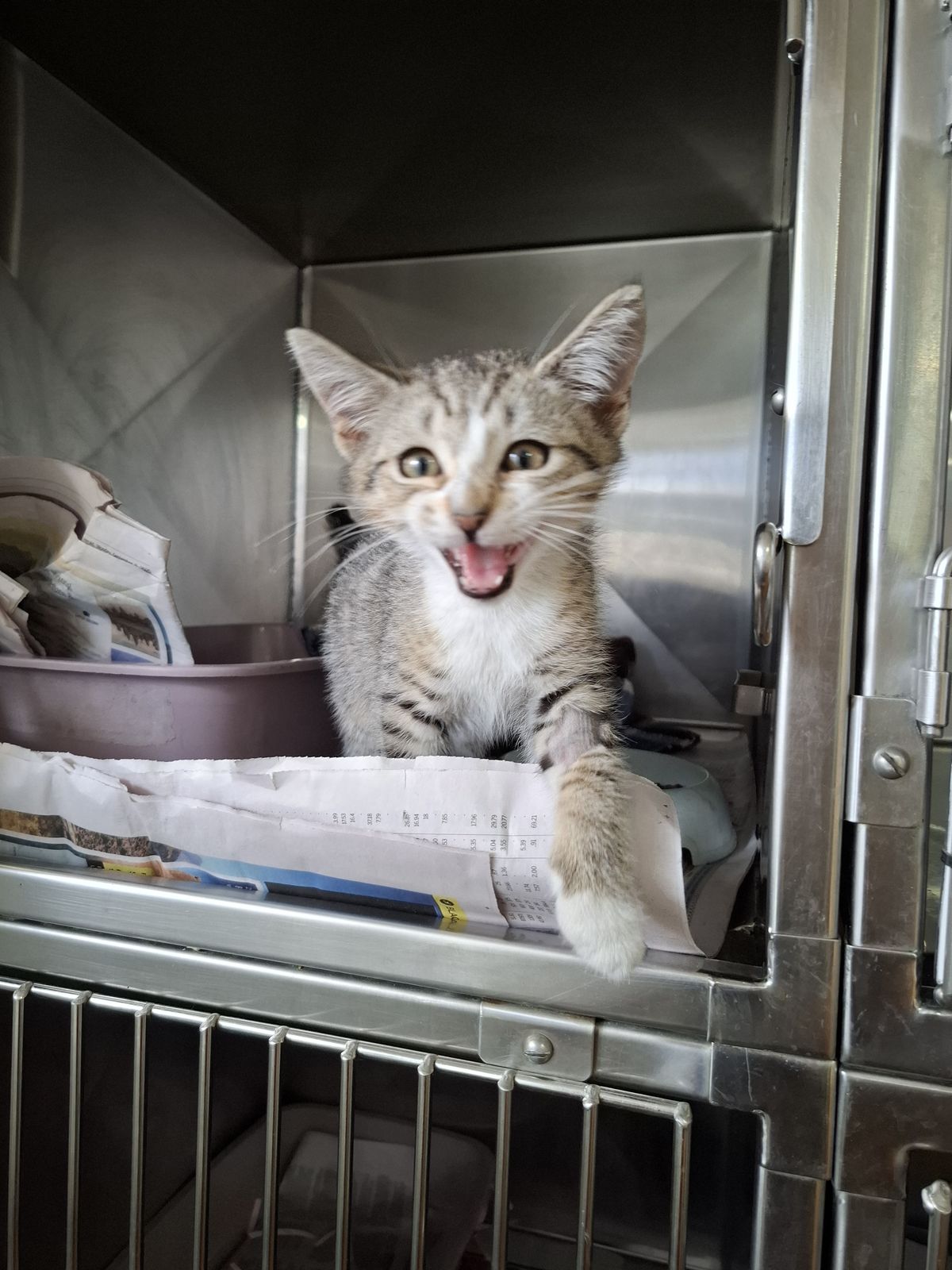 Gallery image: Captain Cookie Crumble 