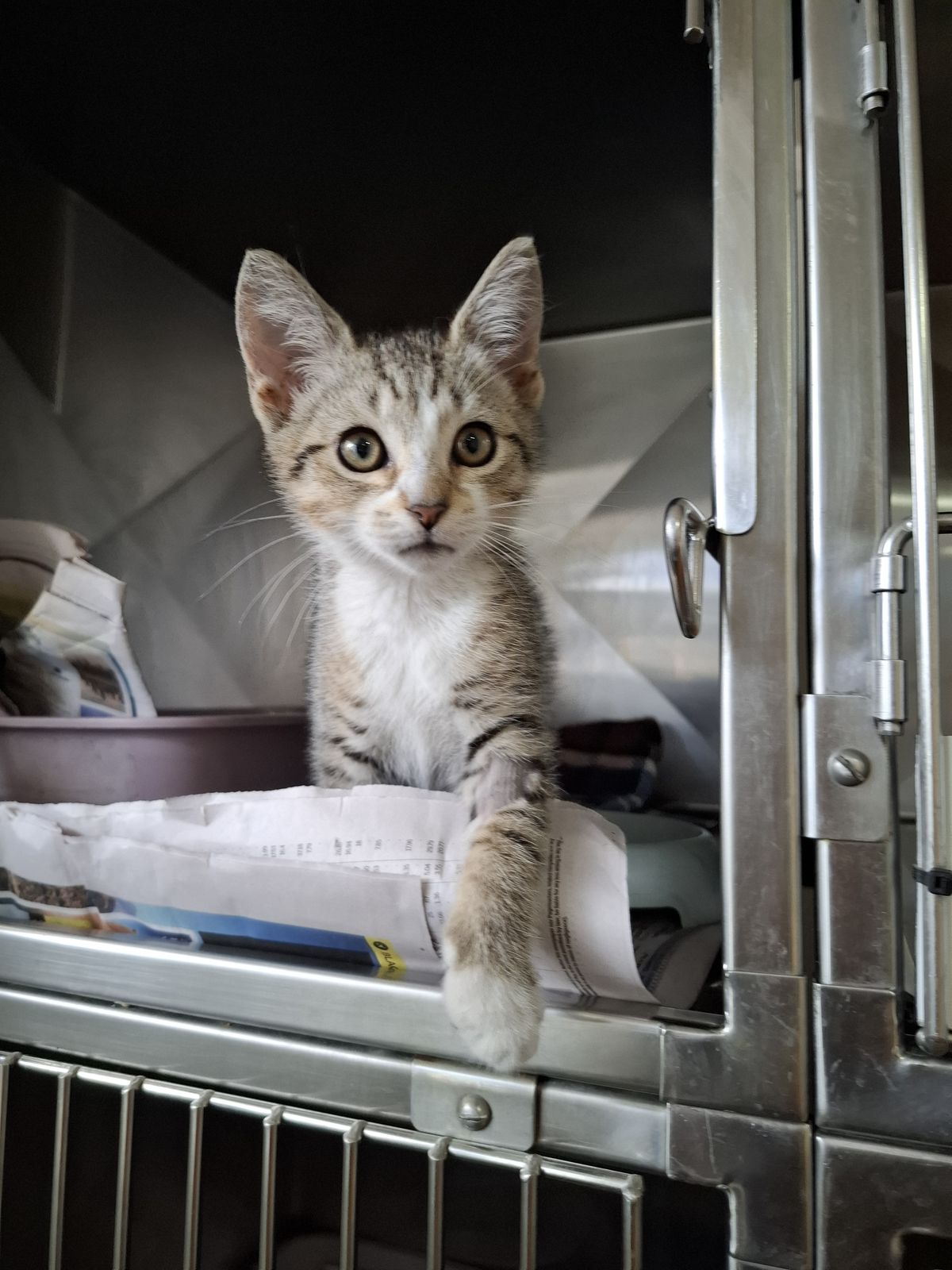 Gallery image: Captain Cookie Crumble 