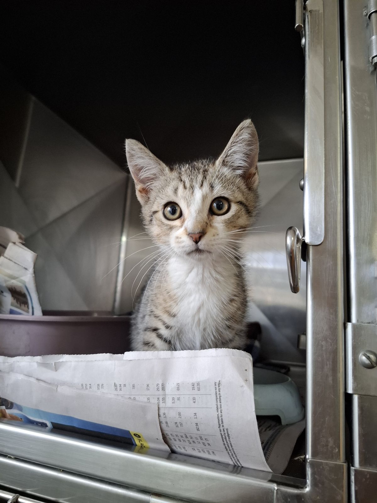 Gallery image: Captain Cookie Crumble 