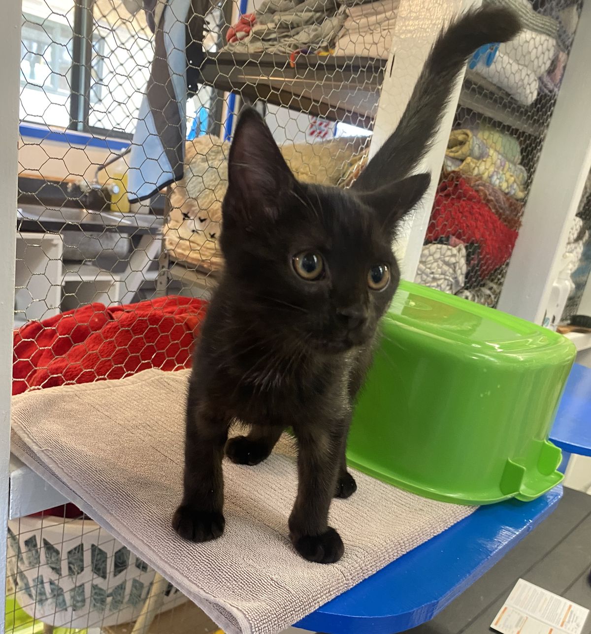 Gallery image: Shadow