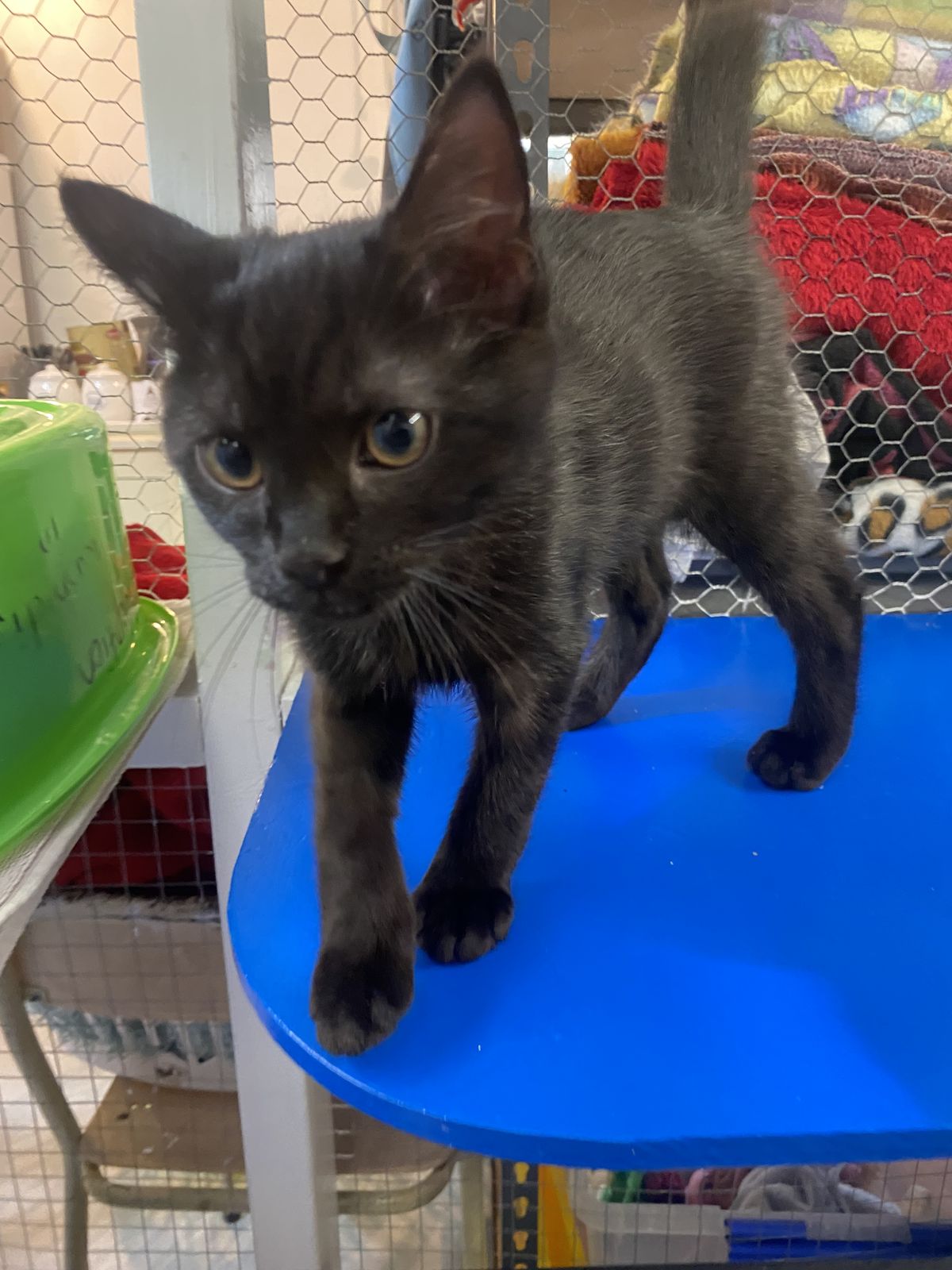 Gallery image: Shadow