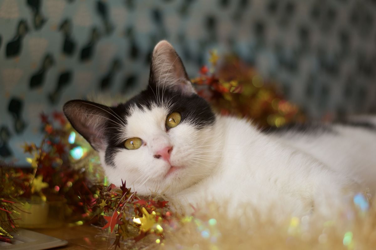 Gallery image: Timmy