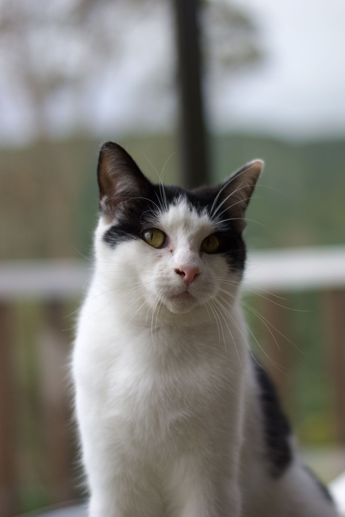 Gallery image: Timmy