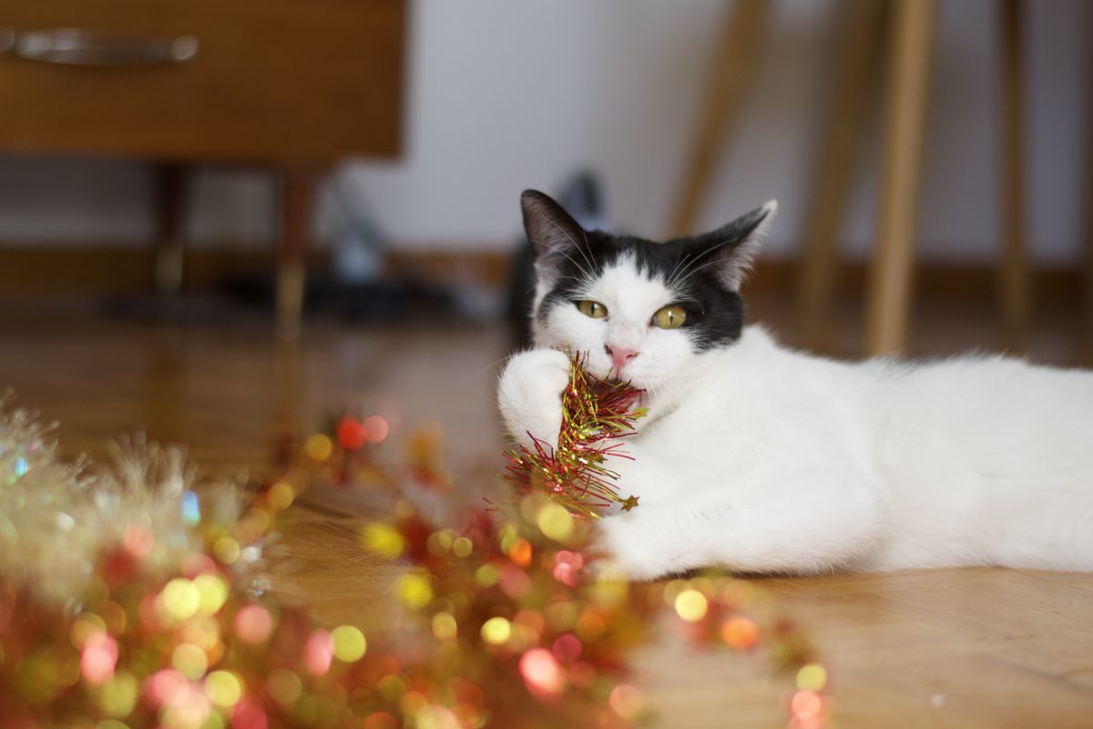 Gallery image: Timmy