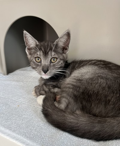 Firefly - Domestic Short Hair