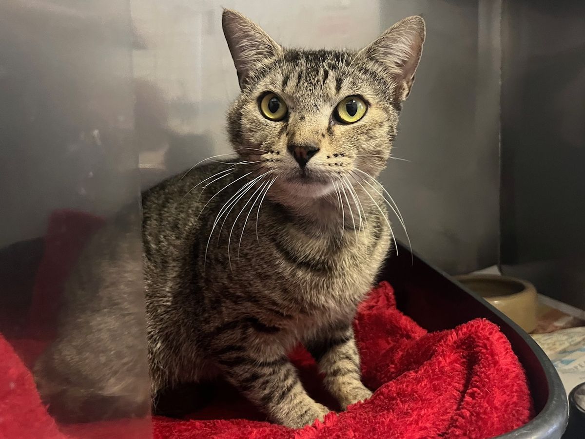 Gallery image: Scrumpy