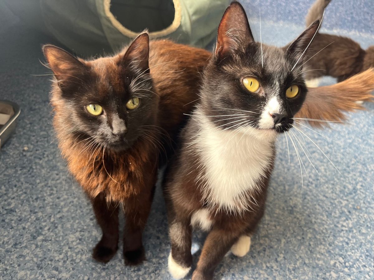 Gallery image: Missy