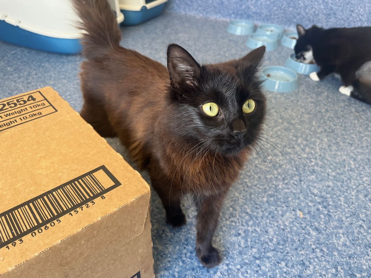 Gallery image: Missy