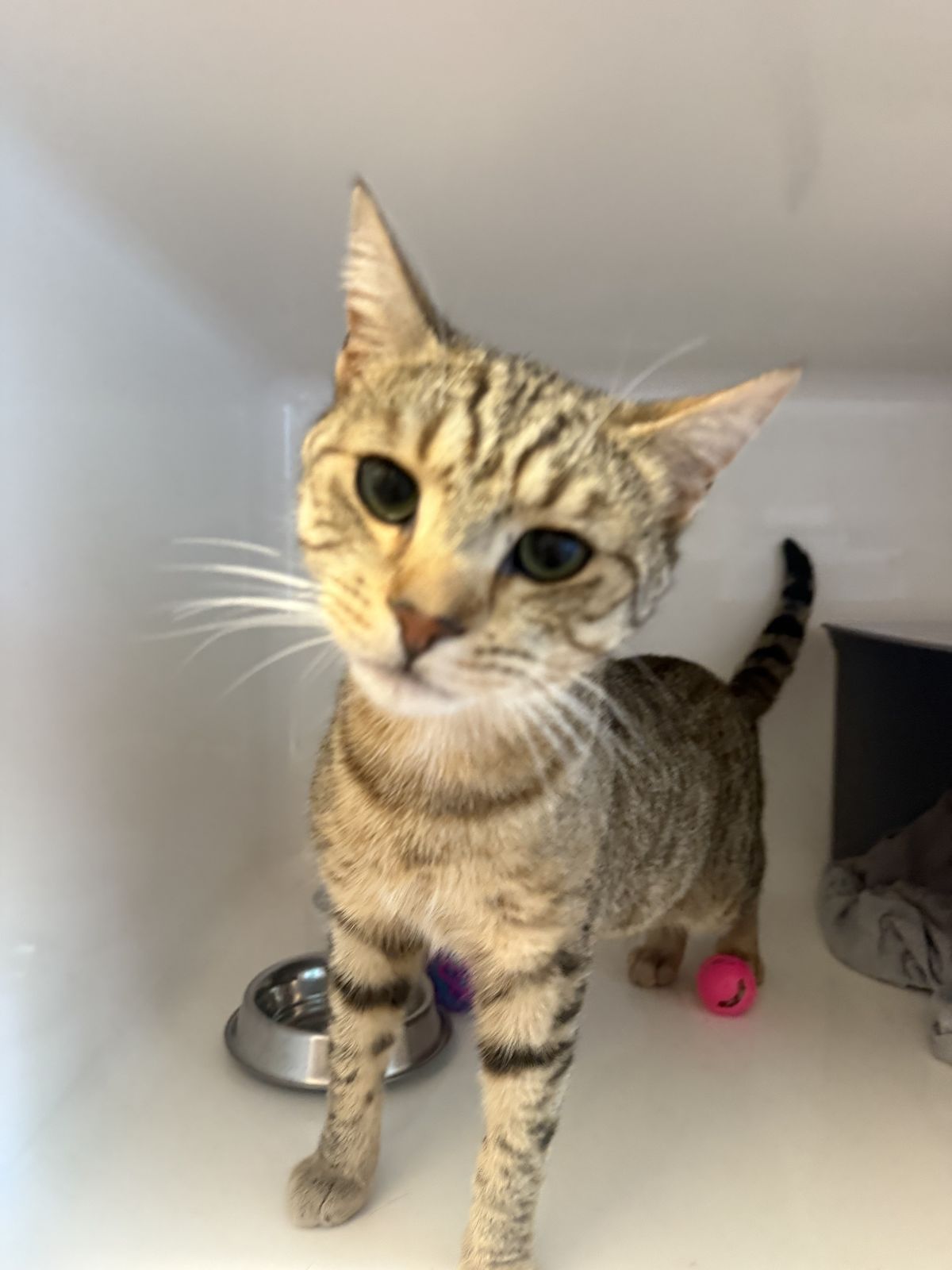 Gallery image: Pilot