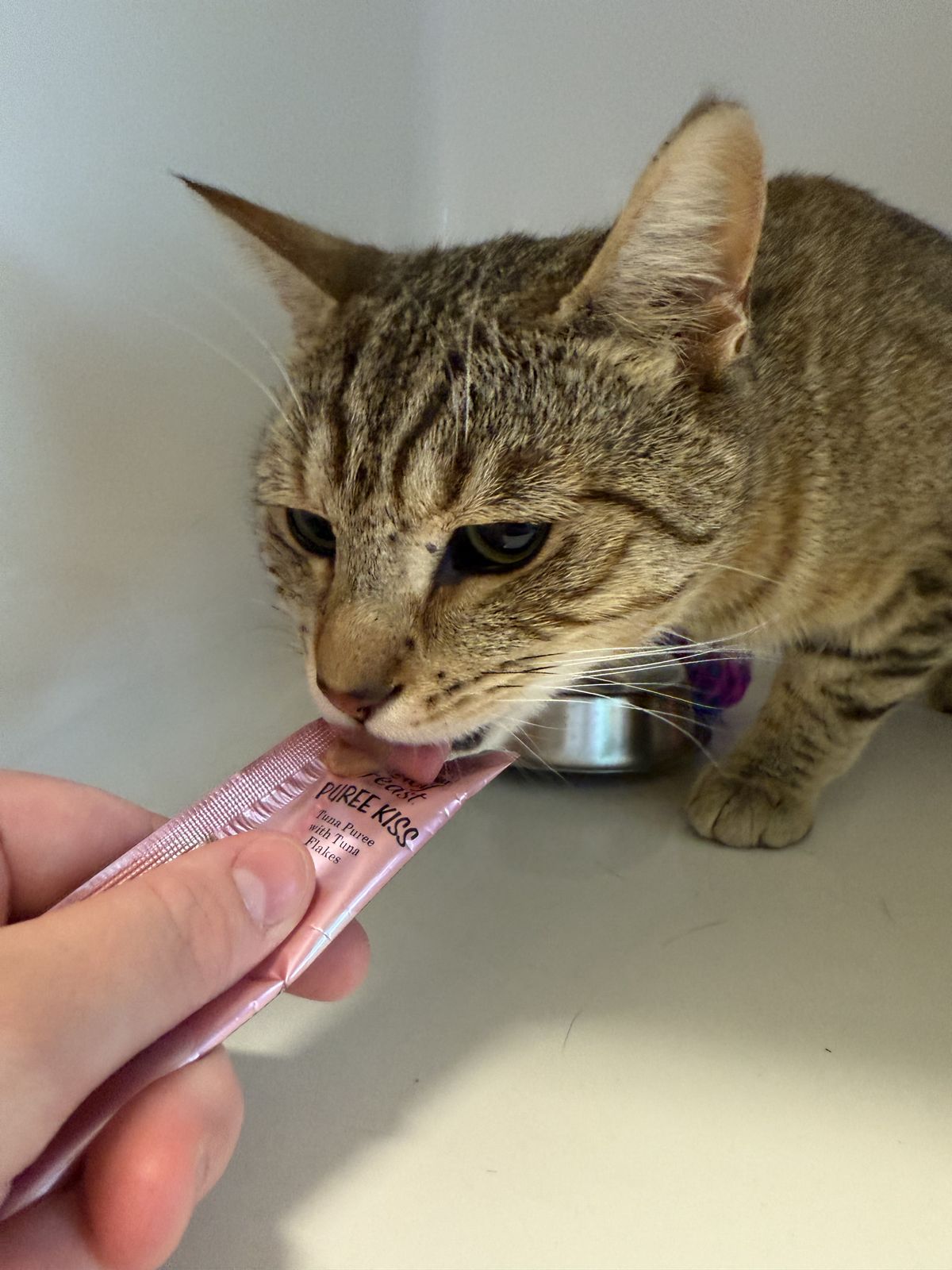 Gallery image: Pilot