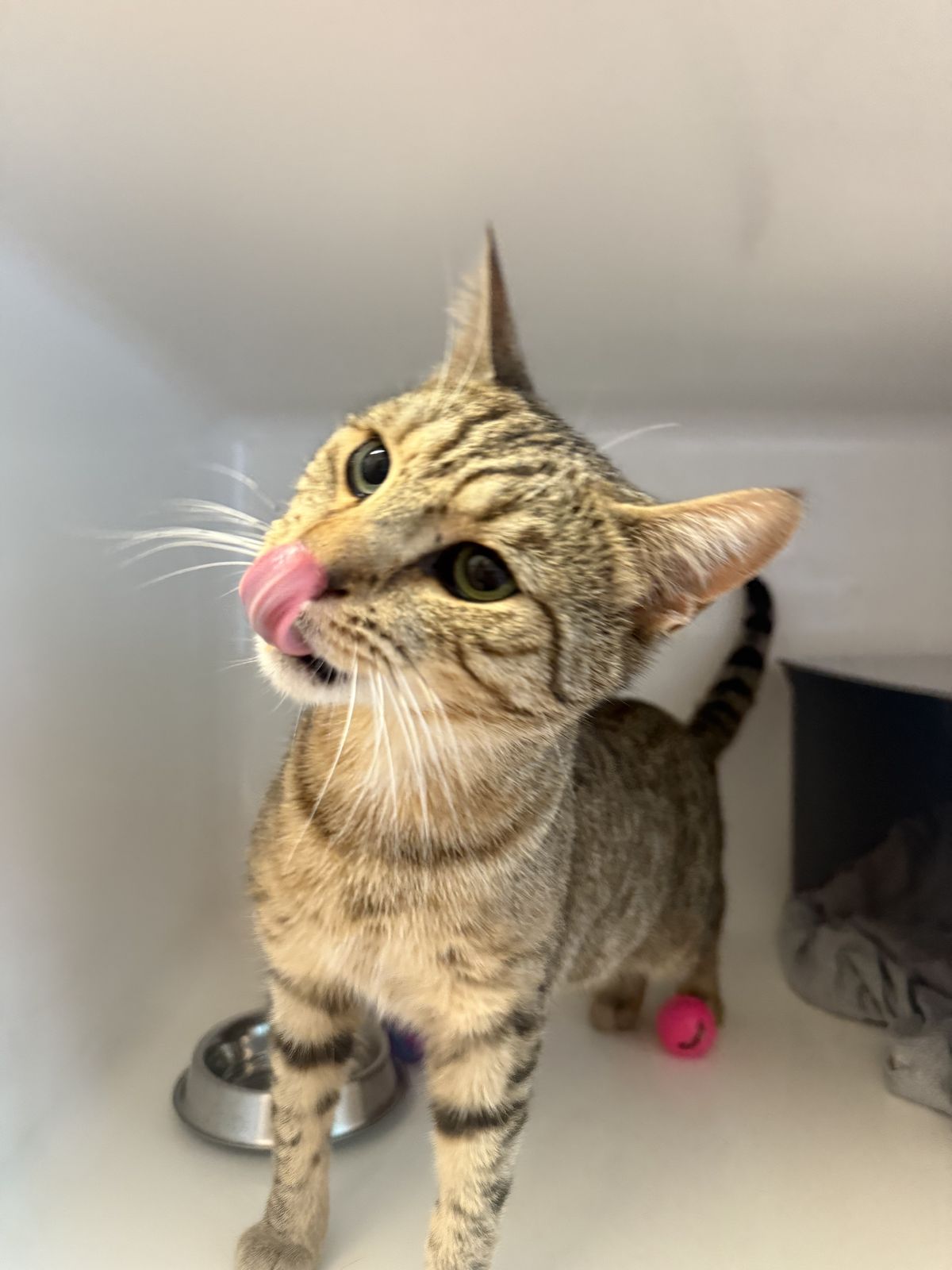 Gallery image: Pilot